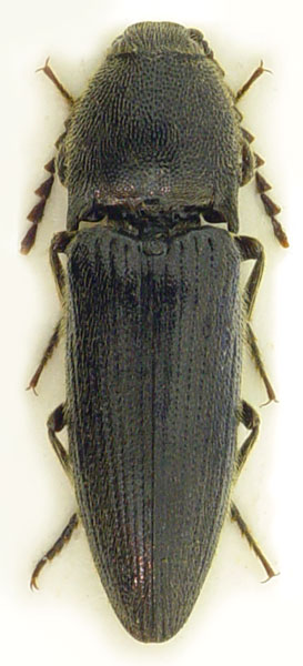 Melanotus tenebrosus