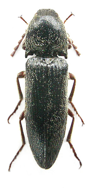 Melanotus thibetanus