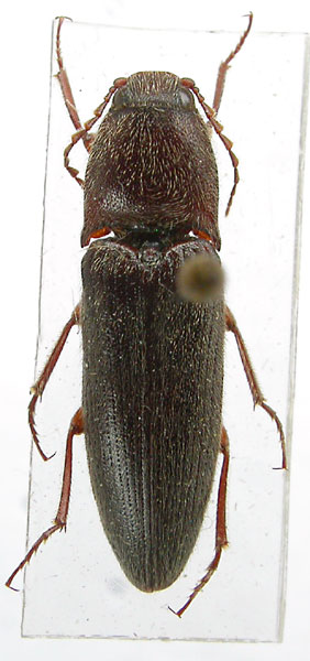 Melanotus turkmenicus