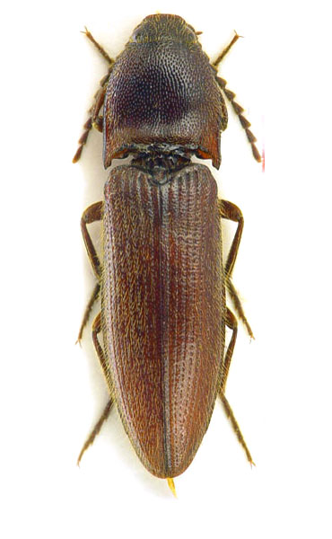 Melanotus vaillanti