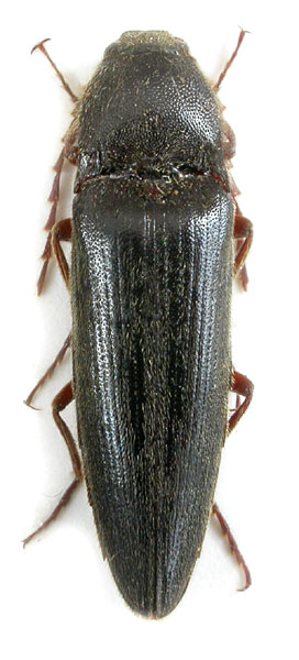 Melanotus validus