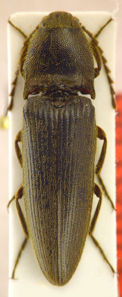 Melanotus variabilis