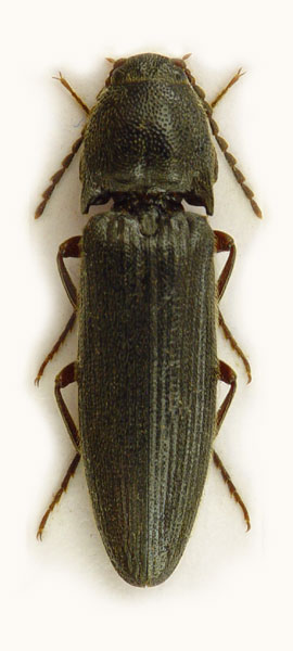 Melanotus villosus