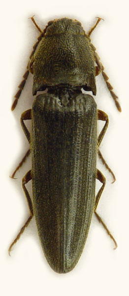 Melanotus villosus