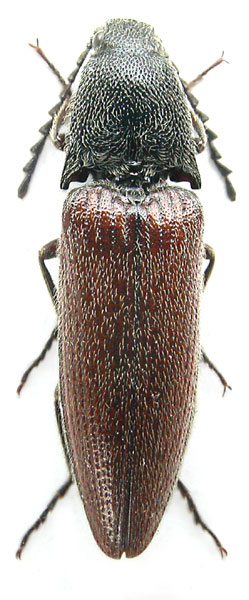 Melanotus yunnanensis