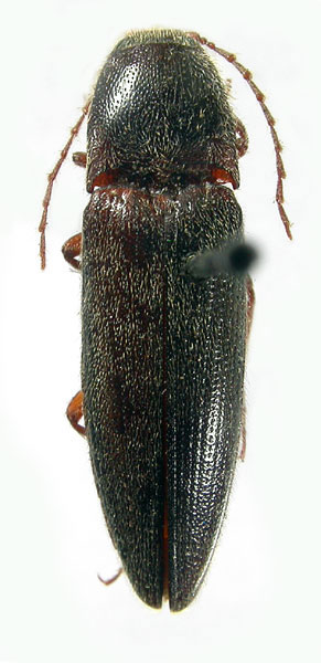 Melanotus zhantievi