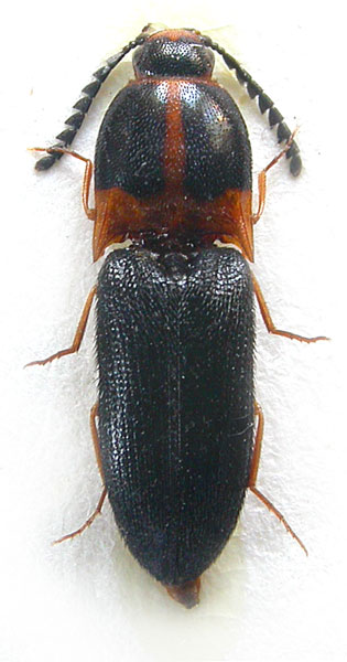 Melanoxanthus kubani