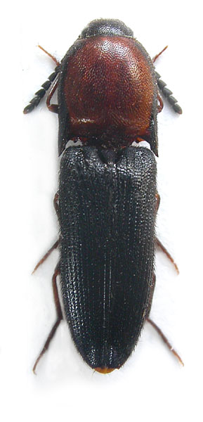 Melanoxanthus lansbergeri