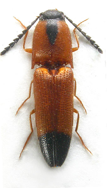 Melanoxanthus melanocephalus