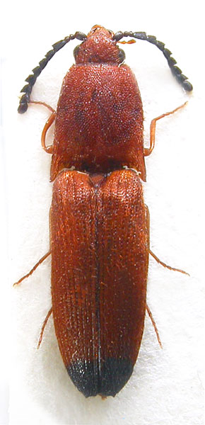 Melanoxanthus quaranthiacus