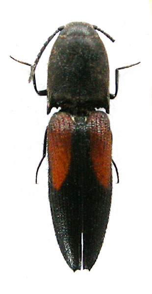 Melanoxanthus yamadai