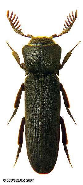 Melasis buprestoides