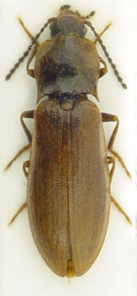 Metanomus infuscatus