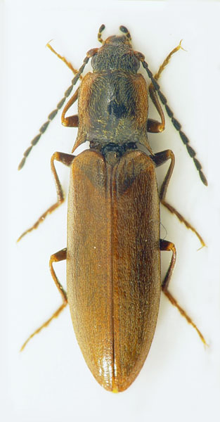 Metanomus infuscatus