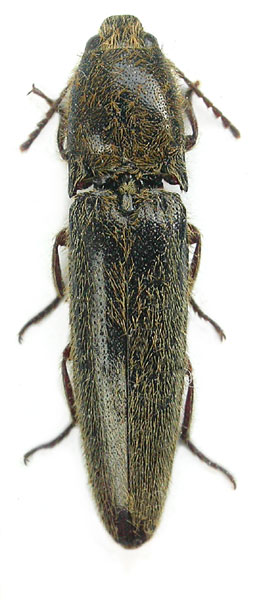 Metriaulacus gobius