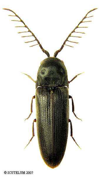 Microrhagus lepidus