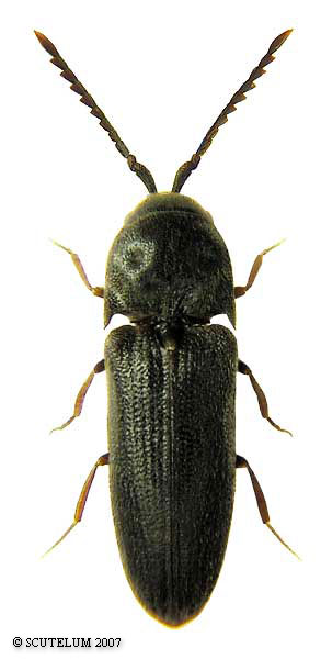 Microrhagus lepidus