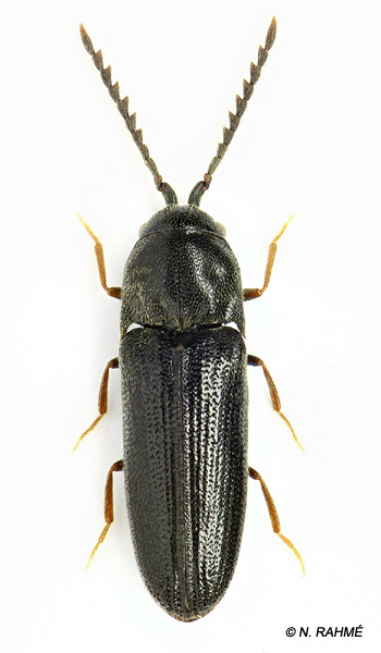 Microrhagus lepidus