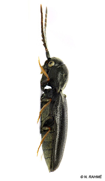 Microrhagus lepidus