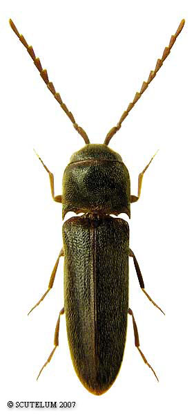 Microrhagus pyrenaeus