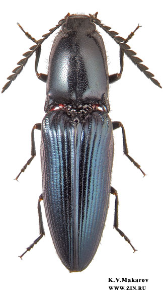 Miwacrepidius subcyaneus