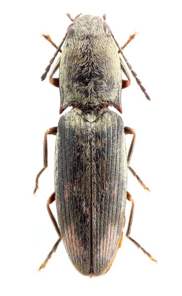 Monocrepidius hainanensis