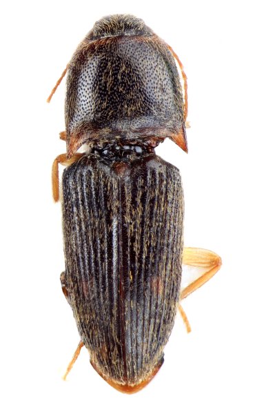 Monocrepidius nigricollis