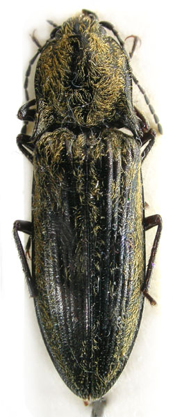 Mosotalesus costalis