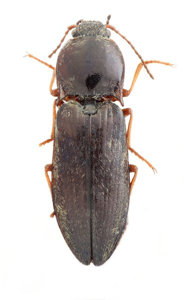 Mosotalesus galloi