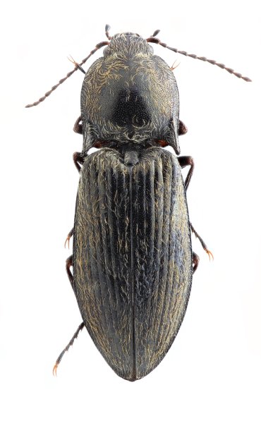 Mosotalesus gansuensis