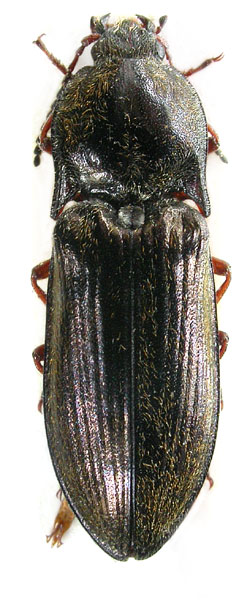 Mosotalesus habashanensis