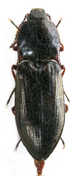 Mosotalesus hengduanensis