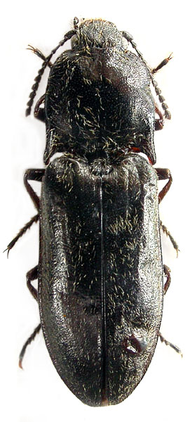 Mosotalesus kangdingensis