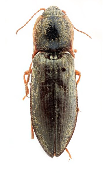 Mosotalesus kozloffi