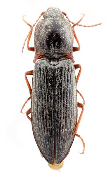 Mosotalesus mikyskai