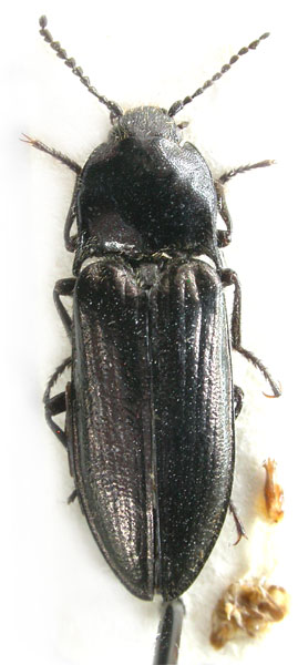 Mosotalesus singgompaensis