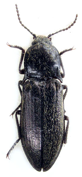 Mosotalesus surjakundensis