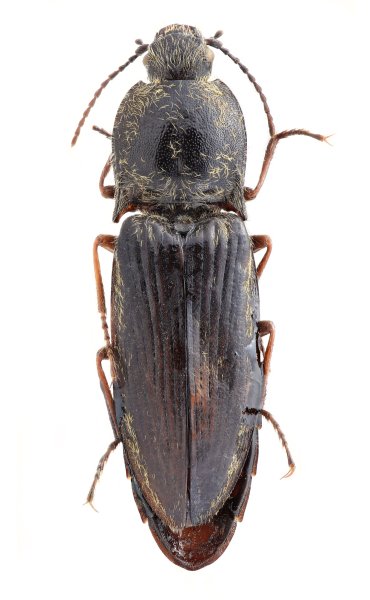 Mosotalesus tibetanus