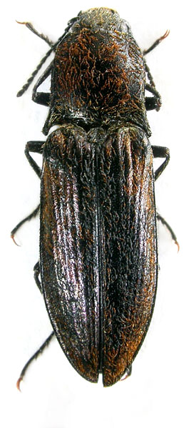 Mosotalesus tinctus