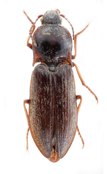 Mosotalesus wrzecionkoi