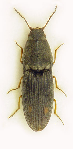 Negastrius arenicola