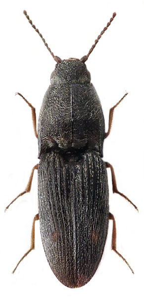 Negastrius arenicola