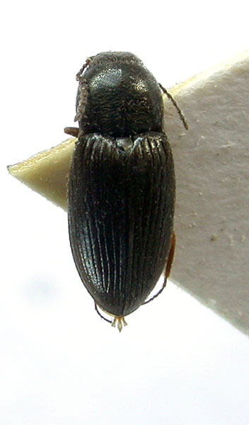 Negastrius nubilosus