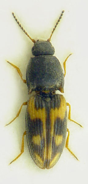 Negastrius pulchellus