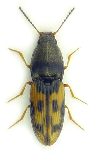 Negastrius sabulicola