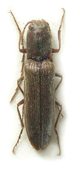 Neoathousius longicornis