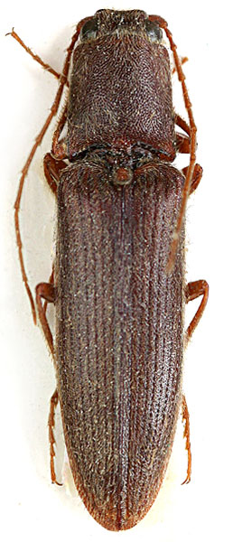 Neoathousius longicornis