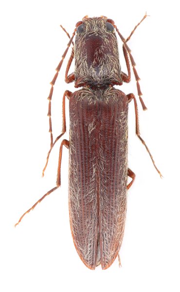 Neoathousius yunnanensis