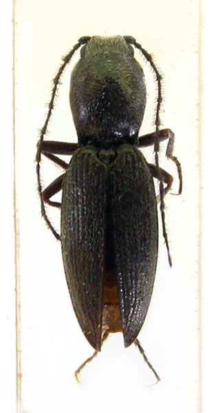 Neocardiophorus fausti