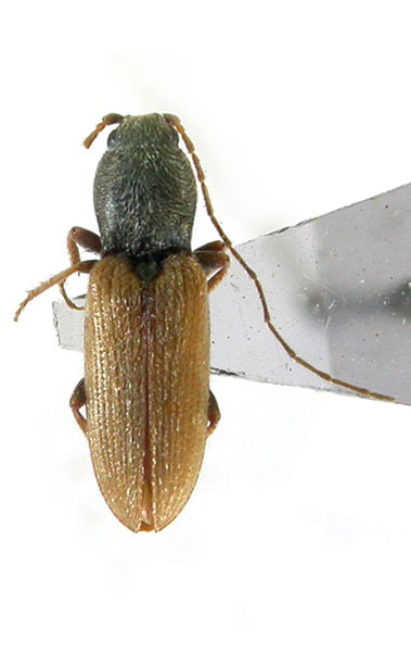 Neocardiophorus mamajevi